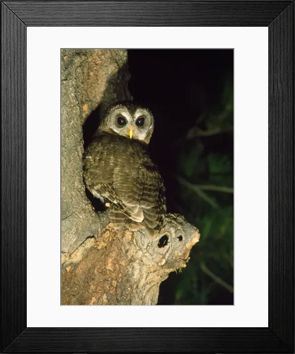 Framed Print : African Wood Owl Framed Print : African Wood Owl