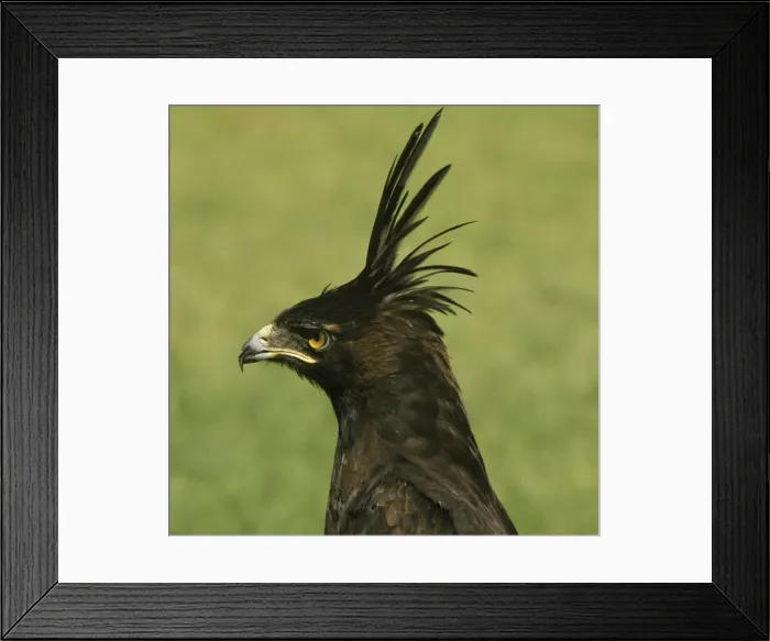 Framed Print : Long-crested Hawk Eagle Framed Print : Long-crested Hawk Eagle