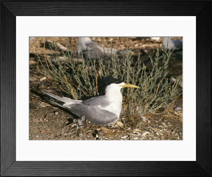 Framed Print : Swift / Greater Crested Tern Framed Print : Swift / Greater Crested Tern