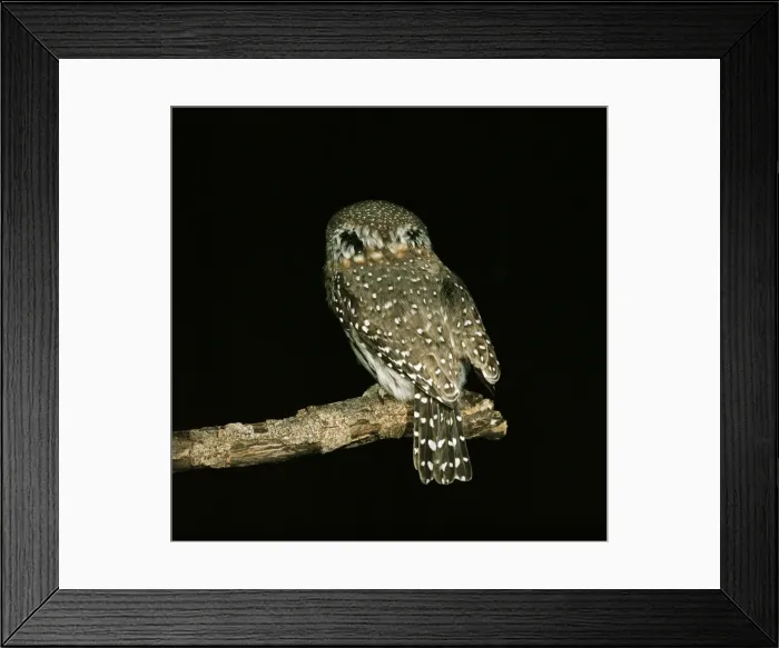 Framed Print : Pearl-spotted Owlet Showing false eye spots Framed Print : Pearl-spotted Owlet Showing false eye spots