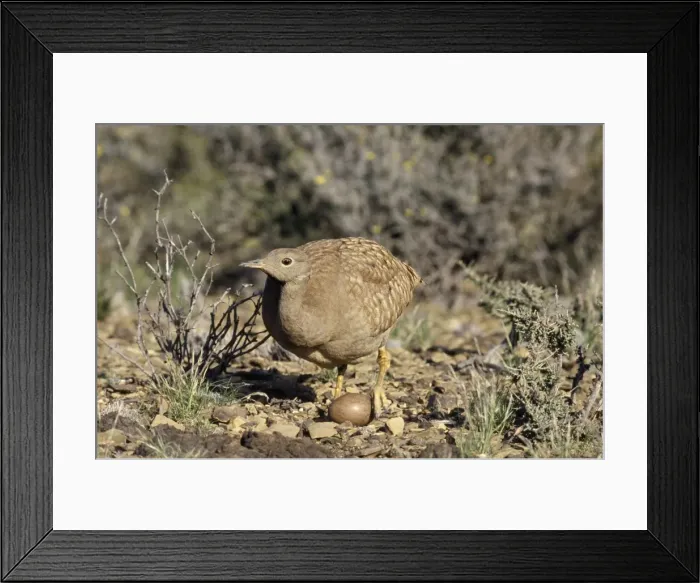 Framed Print : Karoo Korhaan Bustard Framed Print : Karoo Korhaan Bustard