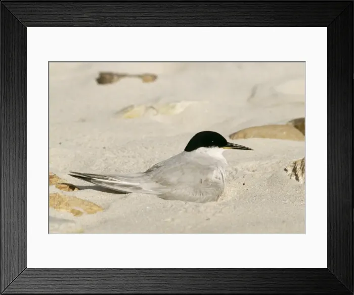 Framed Print : Damara Tern Framed Print : Damara Tern