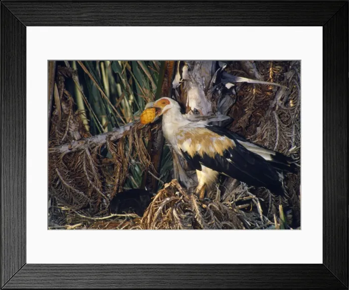 Framed Print : Palm-nut Vulture - female with fruit of Rafia Palm (Raphia australis) Framed Print : Palm-nut Vulture - female with fruit of Rafia Palm (Raphia australis)