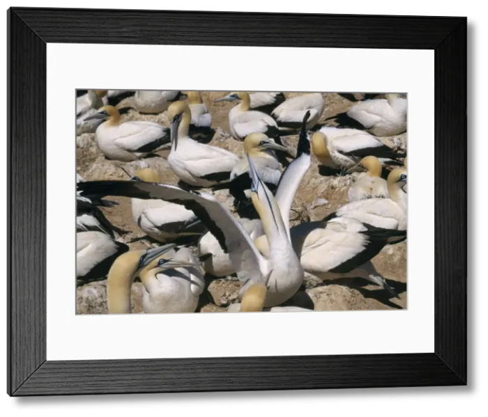 Framed Print : Cape Gannet - sky pointing This gesture at the nest signals its intention to leave the nest & tells the other parent to stay which prevents both flying off together by chance Framed Print : Cape Gannet - sky pointing This gesture at the nest signals its intention to leave the nest & tells the other parent to stay which prevents both flying off together by chance