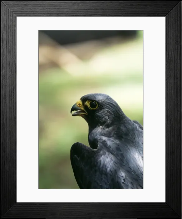 Framed Print : Sooty Falcon Framed Print : Sooty Falcon