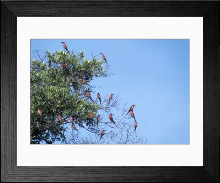 Framed Print : Carmine Bee-eaters