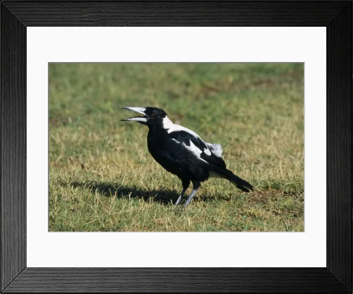 Framed Print : Australian Magpie Framed Print : Australian Magpie