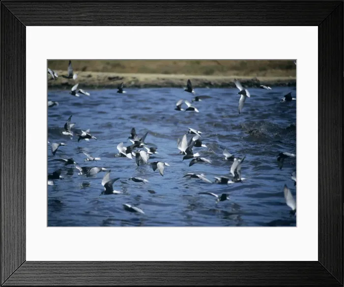 Framed Print : White-winged Black Terns