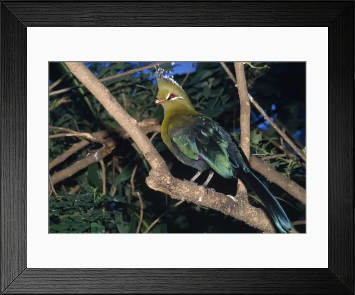Framed Print : Knysna Turaco South Africa Framed Print : Knysna Turaco South Africa