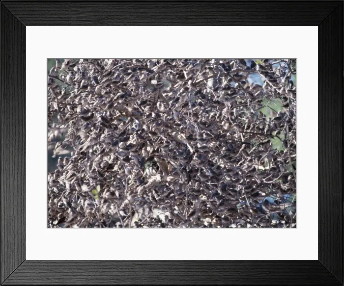 Framed Print : Red-billed Quelea - Massive flock on branches Botswana, Africa Framed Print : Red-billed Quelea - Massive flock on branches Botswana, Africa