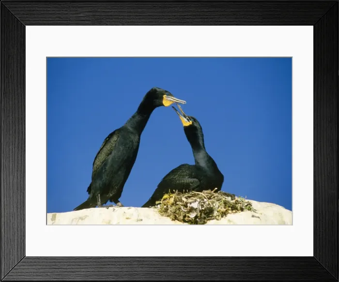 Framed Print : Cape Cormorant Framed Print : Cape Cormorant