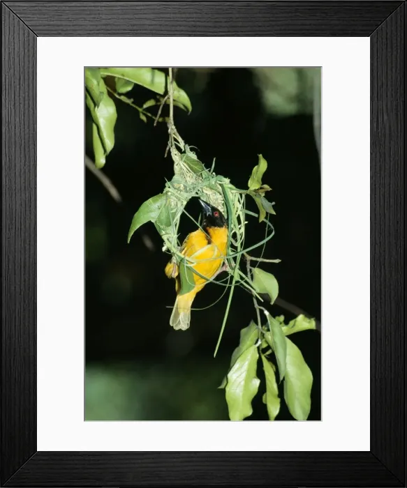 Framed Print : Village / Black-headed / Spotted-backed Weaver Framed Print : Village / Black-headed / Spotted-backed Weaver