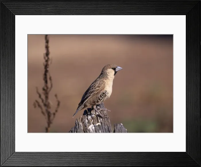 Framed Print : Sociable / Social Weaver Framed Print : Sociable / Social Weaver