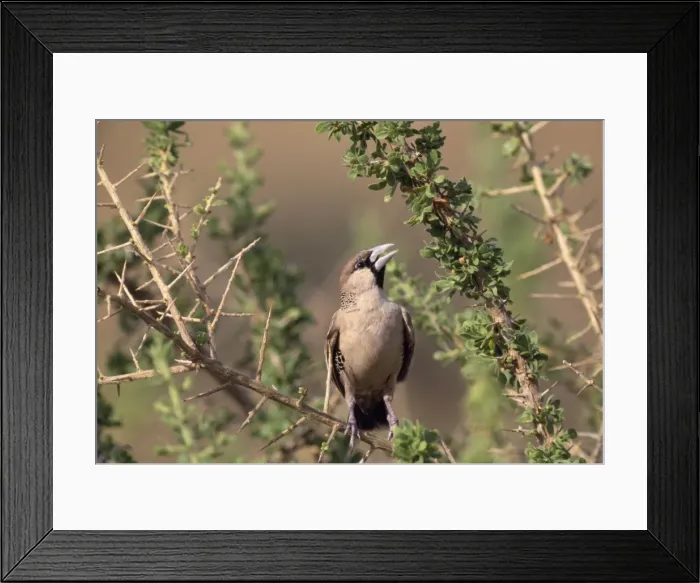 Framed Print : Sociable Weaver Framed Print : Sociable Weaver