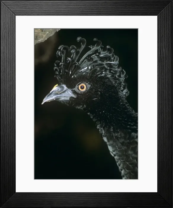 Framed Print : Yellow-knobbed Curassow Framed Print : Yellow-knobbed Curassow