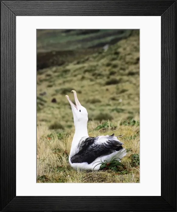 Framed Print : Southern Royal Albatross - skycalling Framed Print : Southern Royal Albatross - skycalling