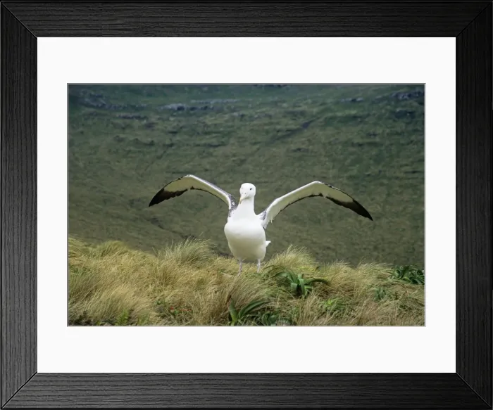 Framed Print : Southern Royal Albatross - stretching wings Campbell Island, New Zealand Framed Print : Southern Royal Albatross - stretching wings Campbell Island, New Zealand