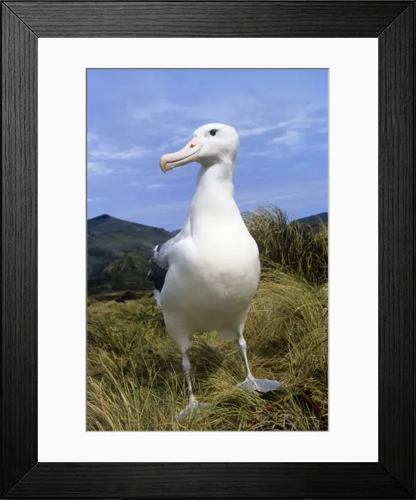 Framed Print : Southern Royal Albatross Campbell Island, New Zealand