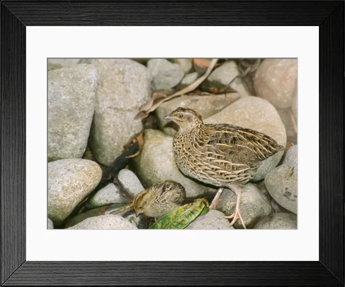 Framed Print : Stubble Quail - with chick Framed Print : Stubble Quail - with chick