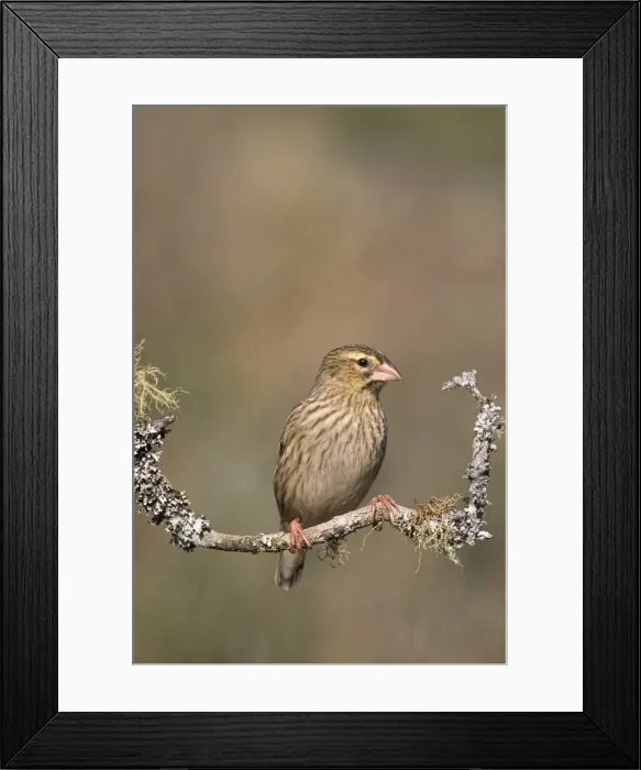 Framed Print : Red Bishop - female, perched on branch Framed Print : Red Bishop - female, perched on branch