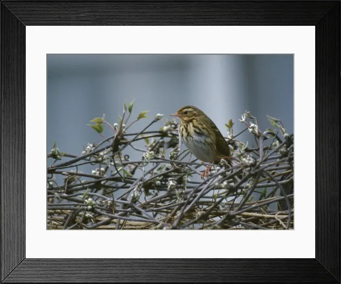 Framed Print : Olive-backed / Indian Tree Pipit Framed Print : Olive-backed / Indian Tree Pipit