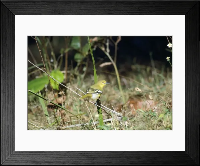 Framed Print : Common Iora India Framed Print : Common Iora India