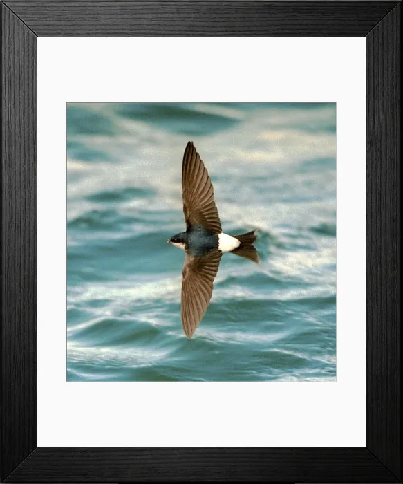 Framed Print : House Martin In flight, over water Framed Print : House Martin In flight, over water