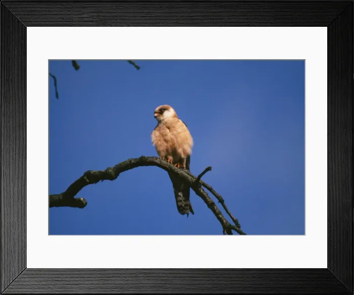 Framed Print : Red-footed Falcon Female Framed Print : Red-footed Falcon Female