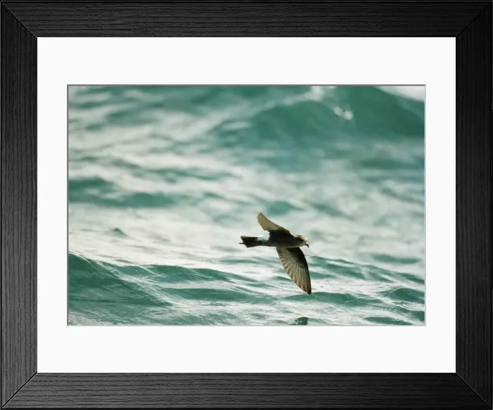 Framed Print : Wilson's Storm Petrel In flight over the water Framed Print : Wilson's Storm Petrel In flight over the water