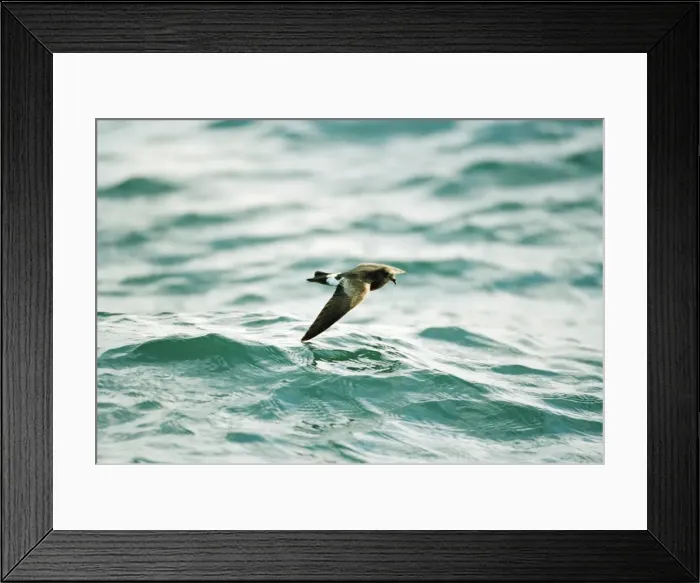 Framed Print : Wilson's Storm Petrel In flight over water Framed Print : Wilson's Storm Petrel In flight over water