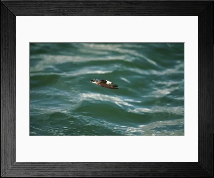 Framed Print : House Martin In flight over water Framed Print : House Martin In flight over water