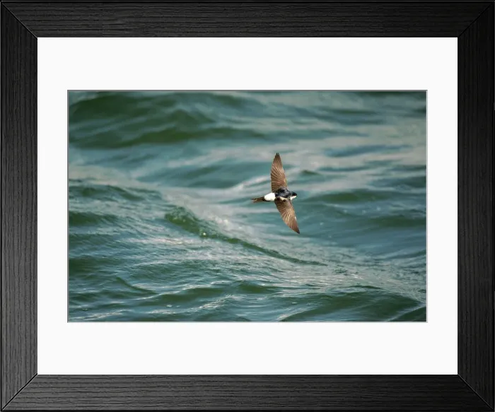 Framed Print : House Martin In fllight over water Framed Print : House Martin In fllight over water