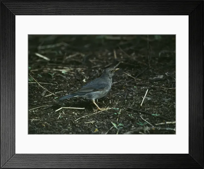 Framed Print : Tickell's Thrush India Framed Print : Tickell's Thrush India