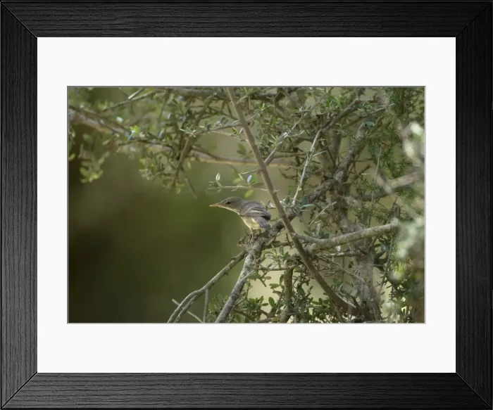 Framed Print : Olive Tree Warbler In olive grove Southern Turkey Framed Print : Olive Tree Warbler In olive grove Southern Turkey