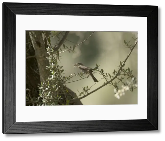 Framed Print : Olive Tree Warbler with nesting material in beak In olive grove Southern Turkey Framed Print : Olive Tree Warbler with nesting material in beak In olive grove Southern Turkey