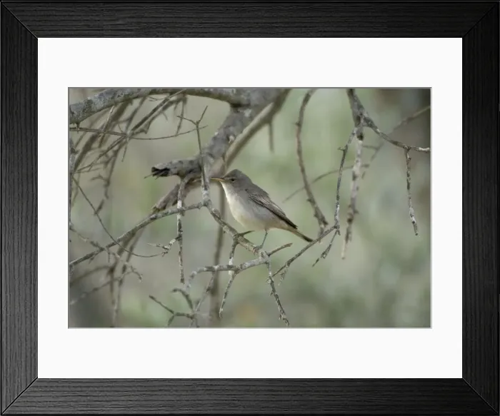Framed Print : Olive Tree Warbler In olive grove Southern Turkey Framed Print : Olive Tree Warbler In olive grove Southern Turkey