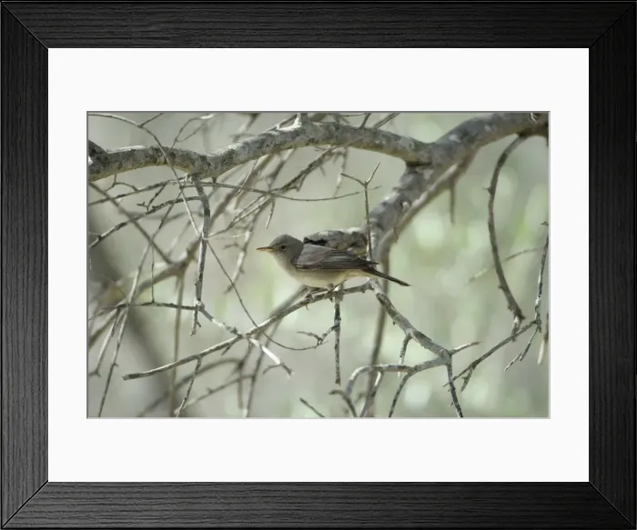 Framed Print : Olive Tree Warbler In olive grove Southern Turkey Framed Print : Olive Tree Warbler In olive grove Southern Turkey