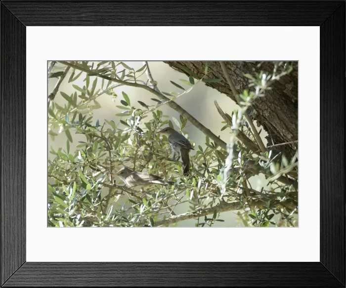 Framed Print : Olive Tree Warbler Male and Female by their nest in olive grove Southern Turkey Framed Print : Olive Tree Warbler Male and Female by their nest in olive grove Southern Turkey