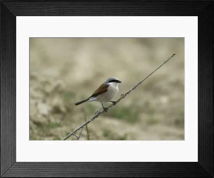 Framed Print : Red-backed Shrike Adult male Turkey May Framed Print : Red-backed Shrike Adult male Turkey May