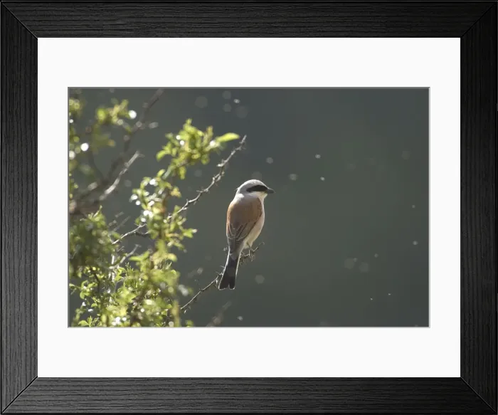 Framed Print : Red-backed Shrike Adult male Turkey May Framed Print : Red-backed Shrike Adult male Turkey May