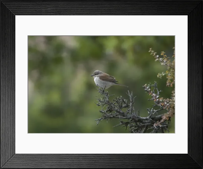 Framed Print : Red-backed Shrike Adult female Turkey May Framed Print : Red-backed Shrike Adult female Turkey May