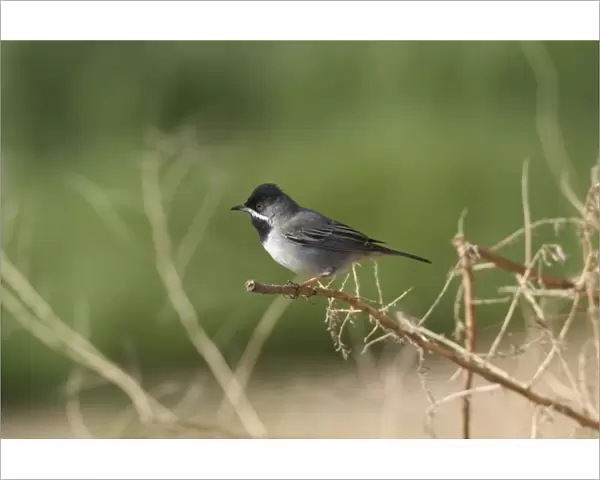 Ruppells Warbler Male Cyprus March