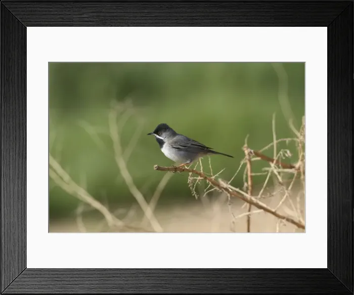 Framed Print : Ruppells Warbler Male Cyprus March Framed Print : Ruppells Warbler Male Cyprus March
