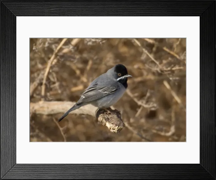 Framed Print : Ruppells Warbler Adult male Cyprus March Framed Print : Ruppells Warbler Adult male Cyprus March