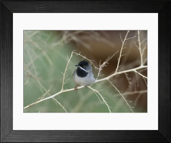 Framed Print : Ruppells Warbler Adult male Cyprus March Framed Print : Ruppells Warbler Adult male Cyprus March
