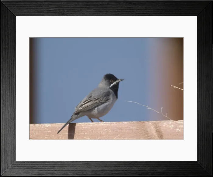Framed Print : Ruppells Warbler Adult male Cyprus March Framed Print : Ruppells Warbler Adult male Cyprus March