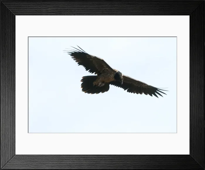 Framed Print : Lammergeier Juvenile In flight Spanish Pyrenees Framed Print : Lammergeier Juvenile In flight Spanish Pyrenees