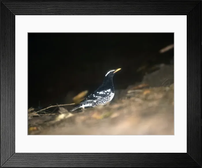 Framed Print : Pied Thrush Male January Sri Lanka Framed Print : Pied Thrush Male January Sri Lanka