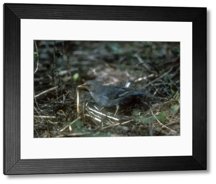 Framed Print : Tickell's Thrush November India
