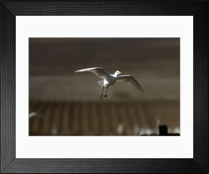 Framed Print : Cattle Egret - in flight, November Andalucia, Spain Framed Print : Cattle Egret - in flight, November Andalucia, Spain
